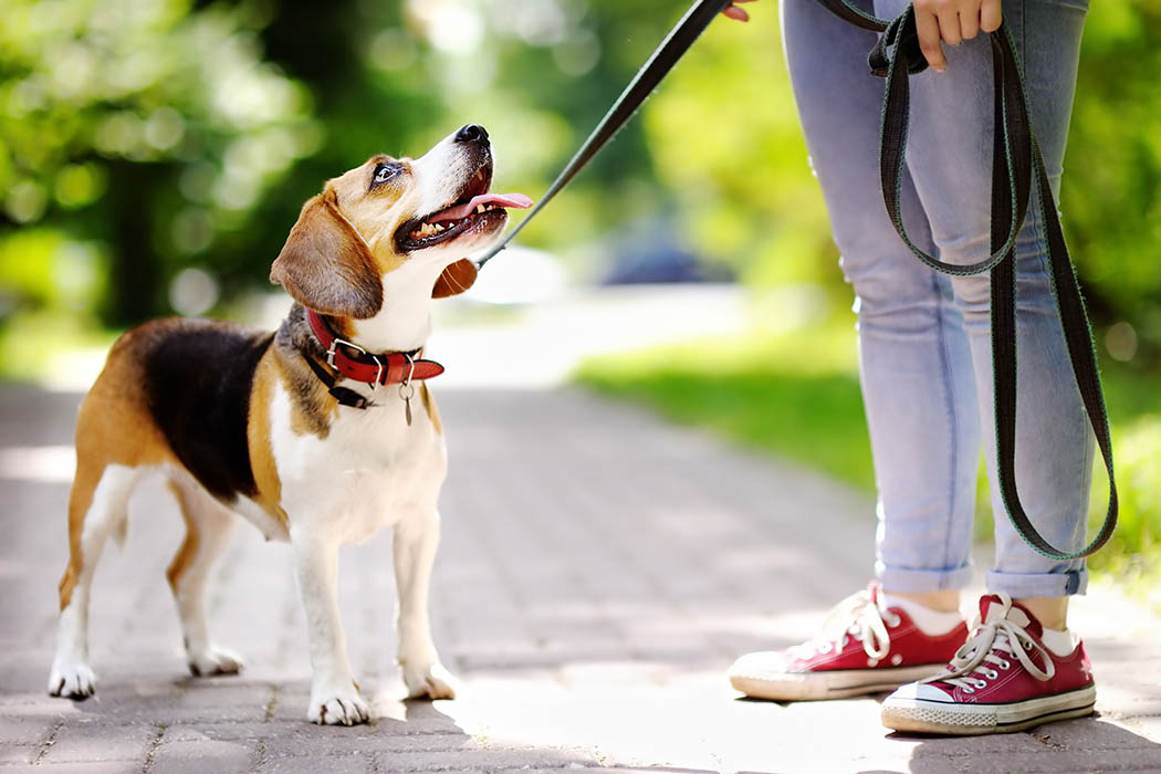 Woman walking dog in Noblesville near Cumberland Pointe