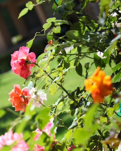senior living community in Antioch