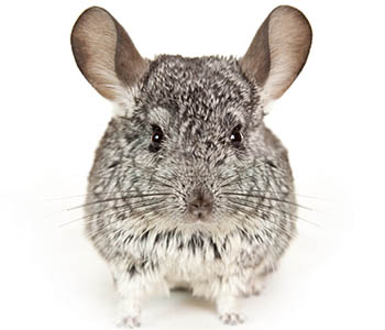 Small Mammal dental care in Anchorage, AK