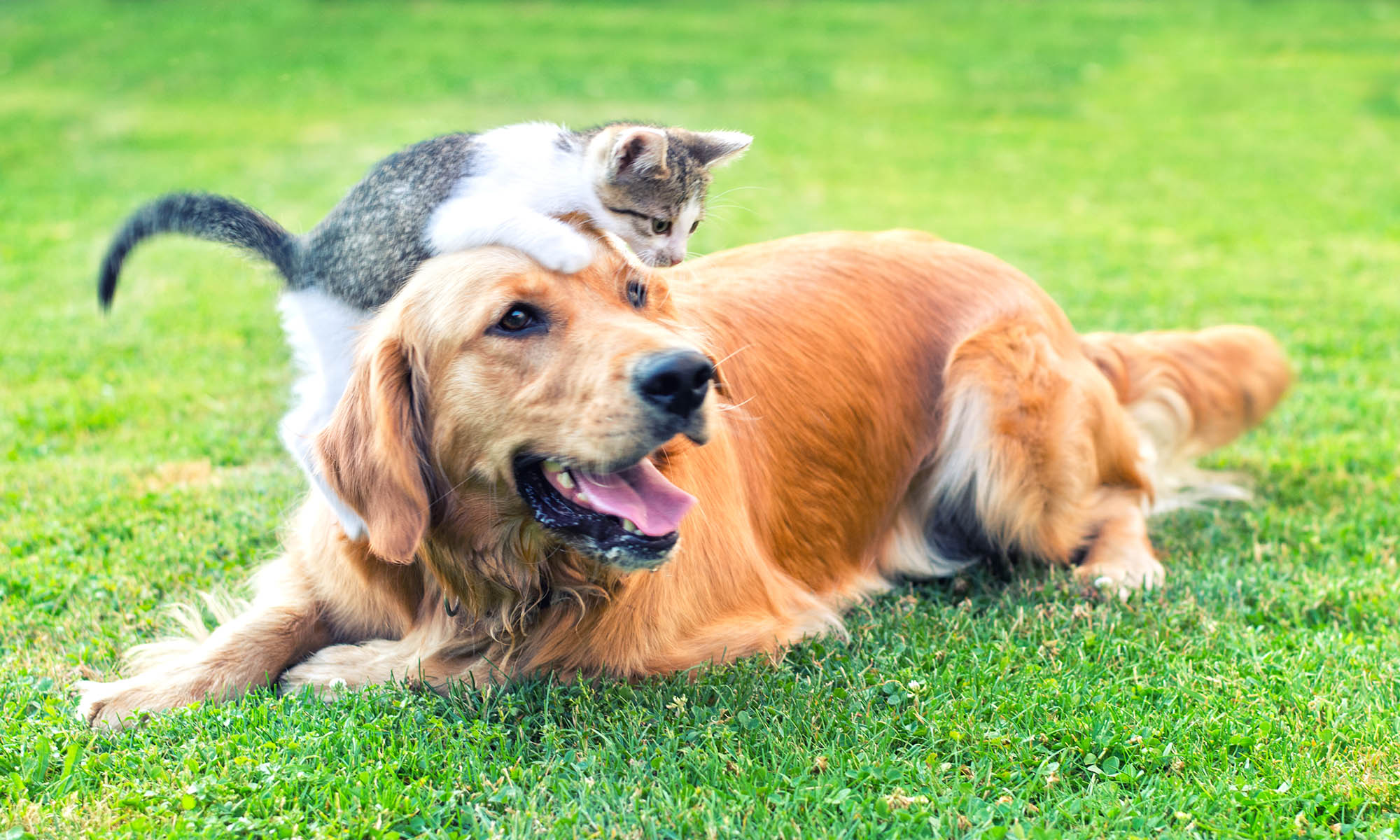 Animal Hospital in San Antonio, TX