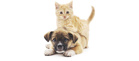 Dr. Lauren Ciminello at Tempe Animal Hospital