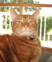 Cheeto at Gilbert Animal Hospital