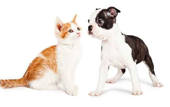 Kitten and puppy staring at each other at Pacifica animal hospital
