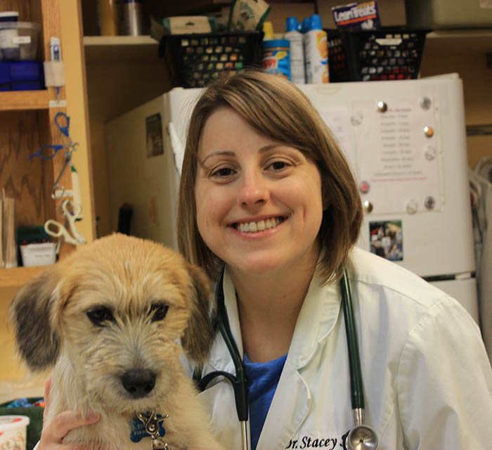 Stacy sood, DVM at Buffalo Animal Hospital