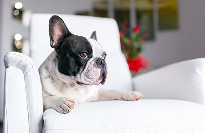 Pet friendly apartments in Atlanta, GA