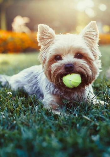 Pet friendly apartments Park Place at Maguire