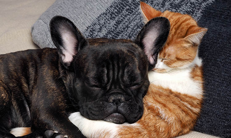 Pet-friendly Sacramento apartments