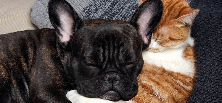 Pet friendly apartments at 1010 Pacific Apartments