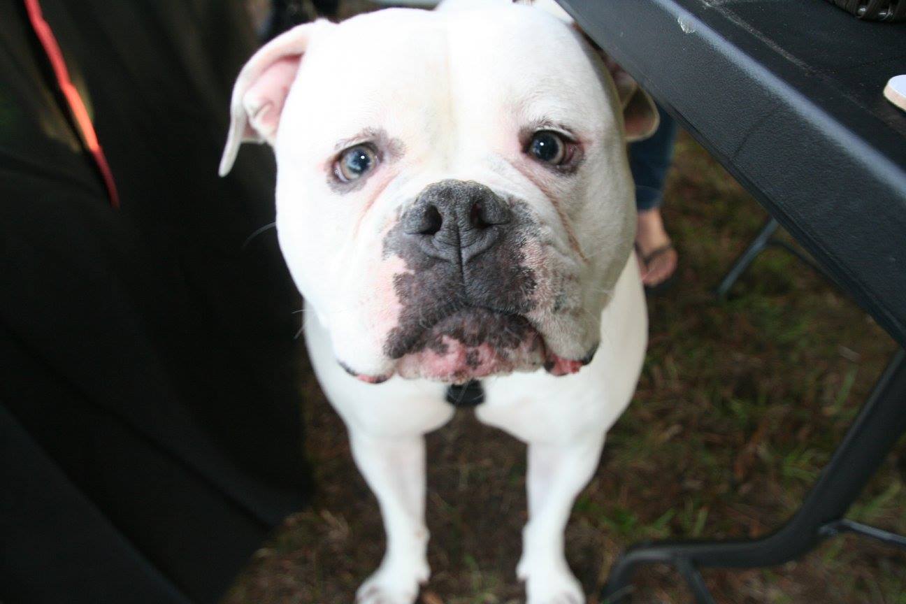 Pet Friendly apartments at United Communities