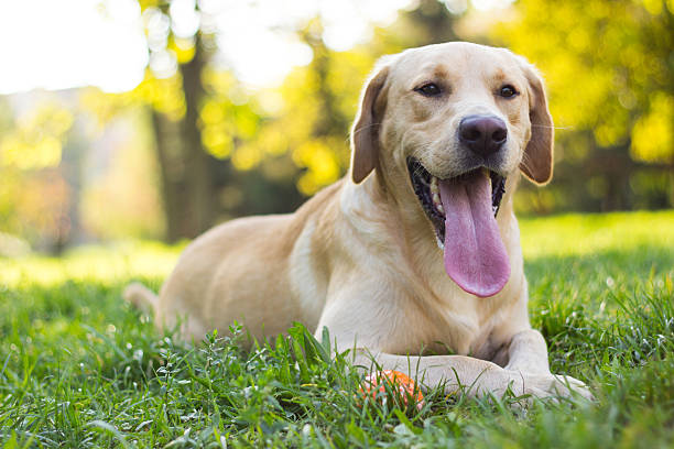 Pet Friendly apartments at United Communities