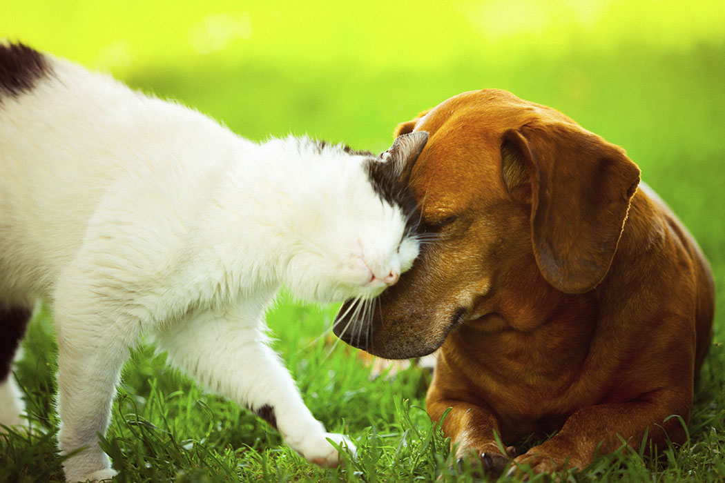 Pet friendly community at Alvista Portofino