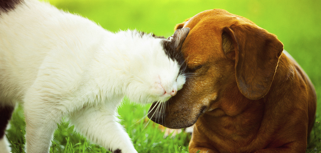 Pet-Friendly at Aurora Hills