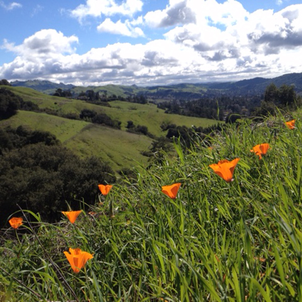 California Poppies in the neighborhood of Lafayette senior living