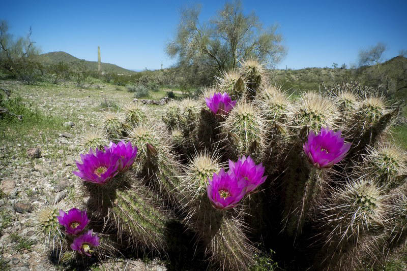 Beautiful flora at senior living in Goodyear