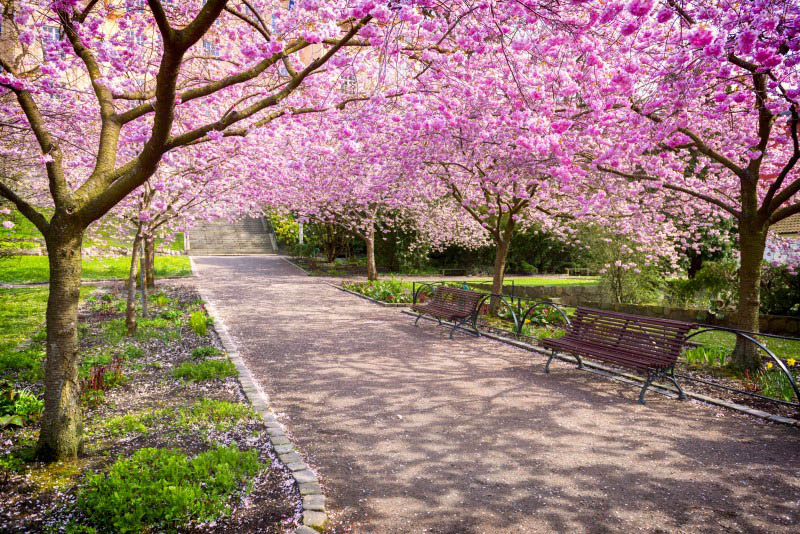 Beautiful neighborhood at senior living in Rocklin