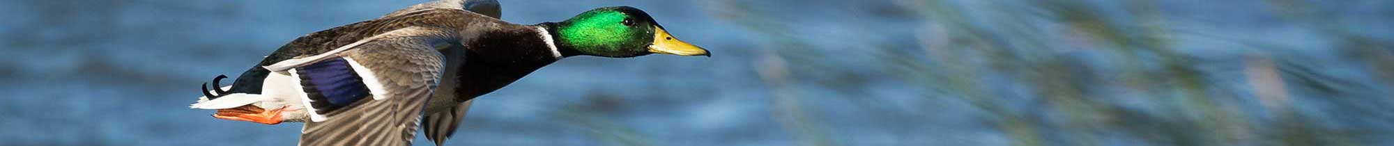 Learn about what is happening at The Lodge at Mallard's Landing.