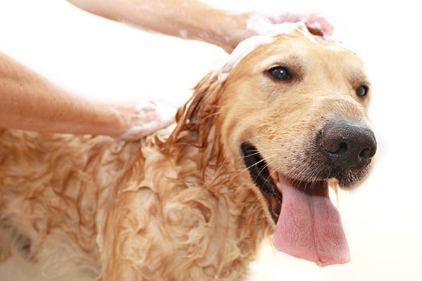 Dog taking a bath at Cabana Club and Galleria Club