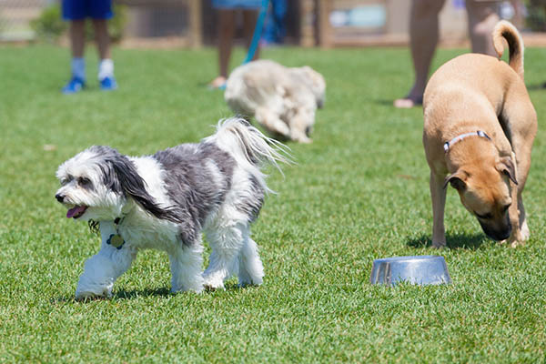 Expansive dog park at Cabana Club and Galleria Club