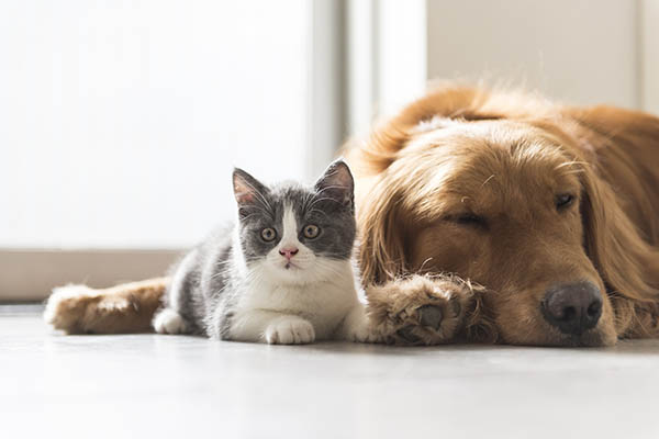 Cat and dog relaxing at Cabana Club and Galleria Club
