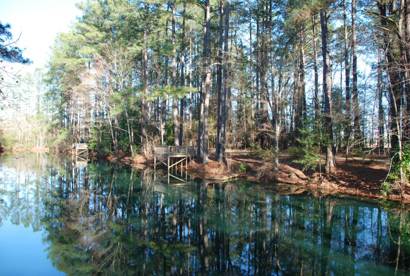 Forest at The Florence Presbyterian Community