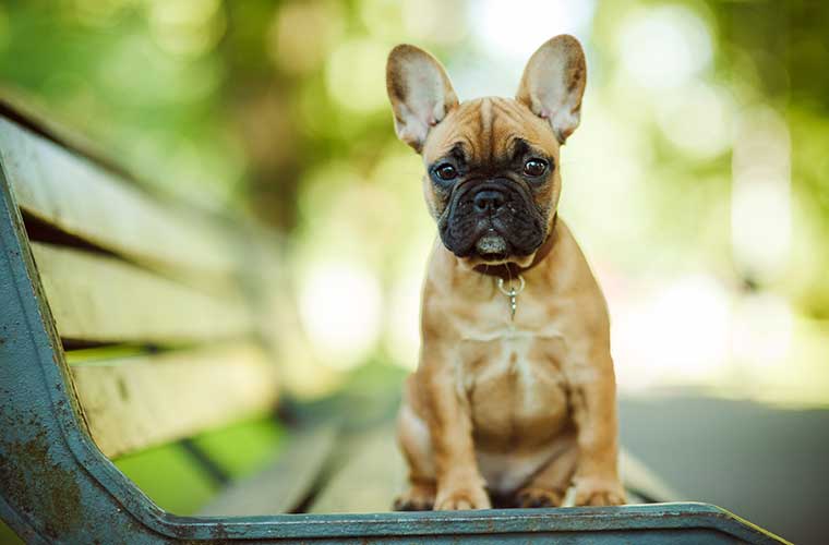 The Maverick loves pets and welcomes you and your furry friends.