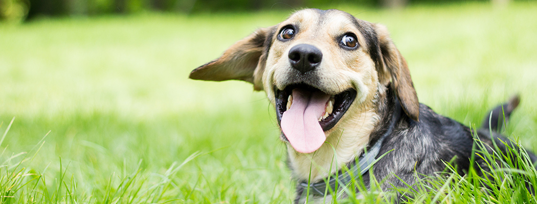 Our apartments in Las Vegas are pet friendly.