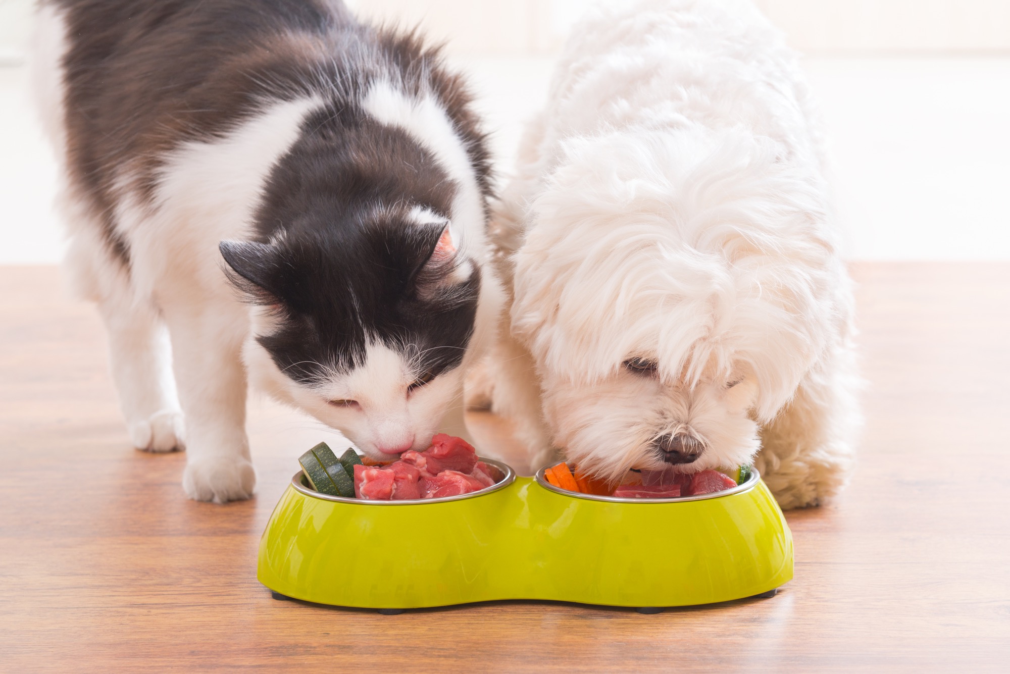 Your pets are welcome at The Exchange Lofts in Fort Lauderdale.