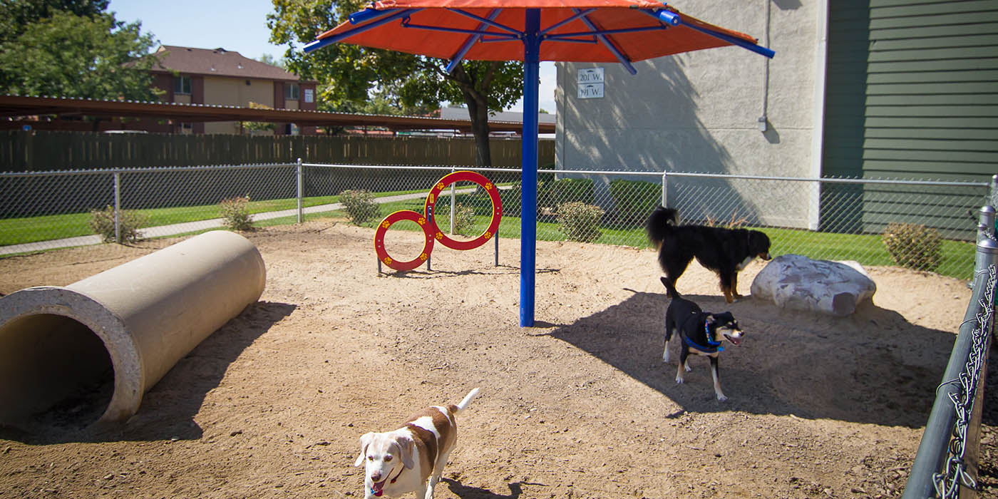 Dogs playing at Brighton Place in Midvale