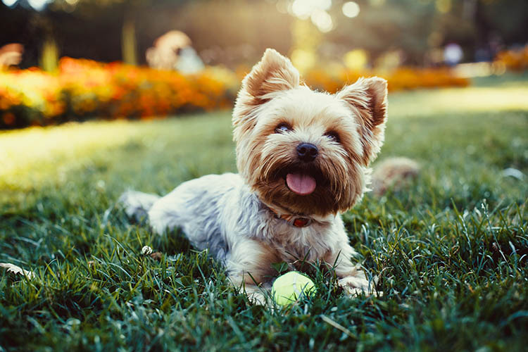 At The Reserve at Braes Forest, we welcome your furry friends