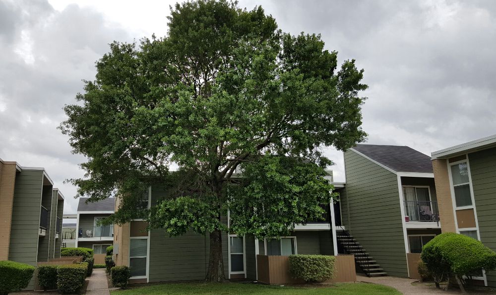 Courtyard with tree small at Edgebrook Apartments