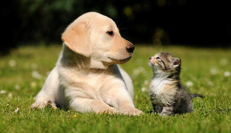 Vernazza Apartment Homes is pet friendly.
