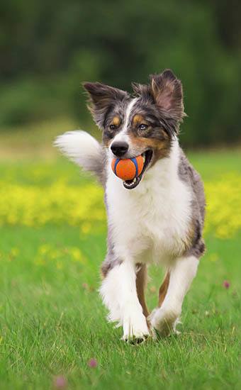 Cypress Club Apartments is happy to welcome your furry friends