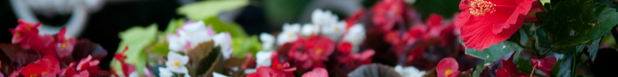 Pet friendly apartments in Manassas, VA