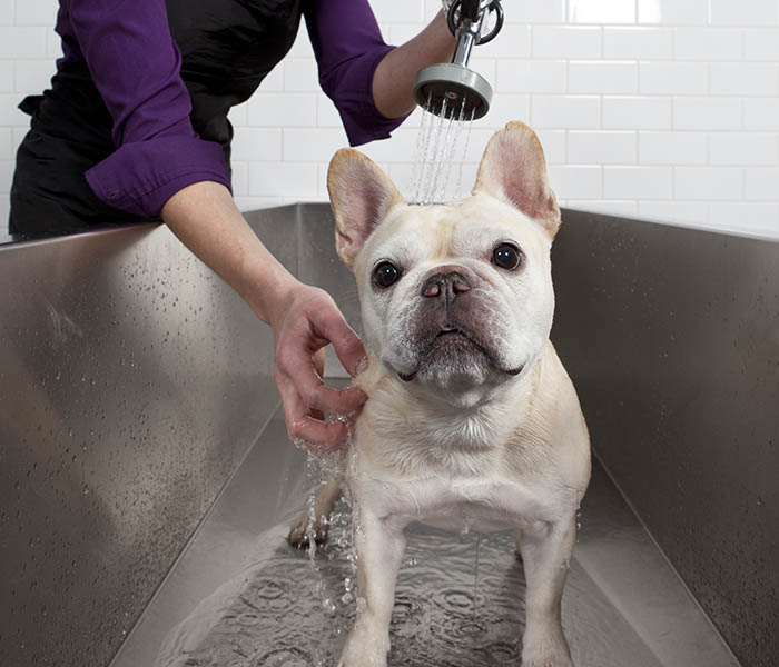 At Queenstown Apartments, we welcome your pets!