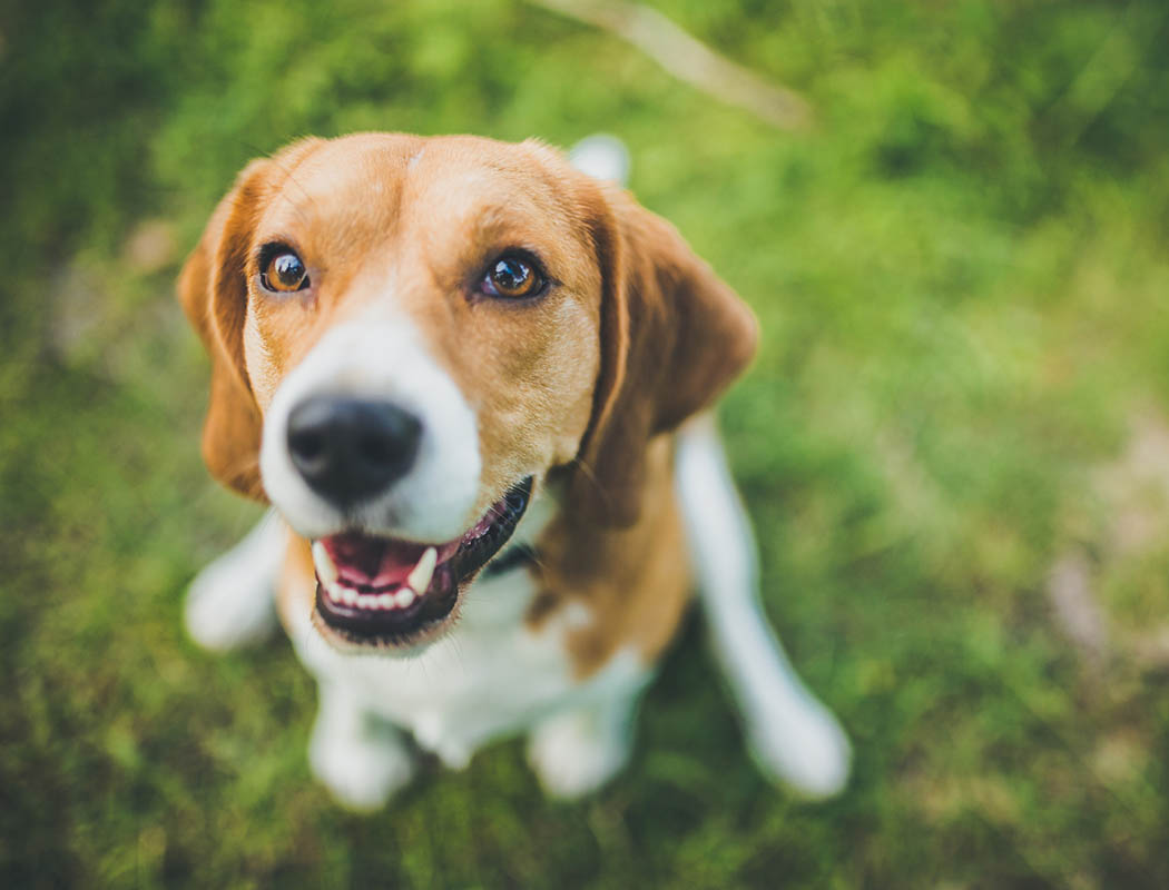 Pet friendly apartments