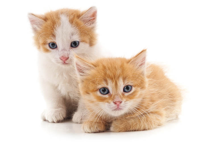 At Washington Apartments, we welcome your pets!