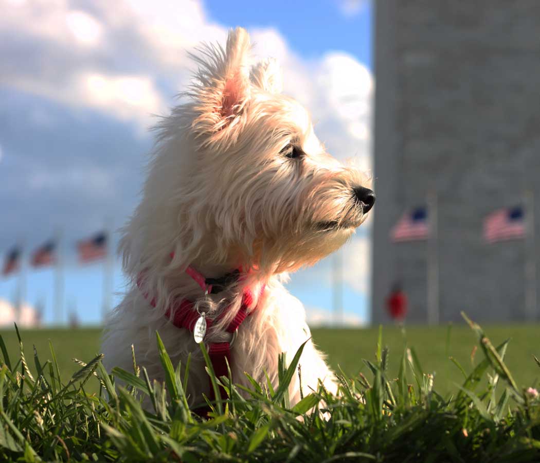 Pet-friendly apartments in Washington DC
