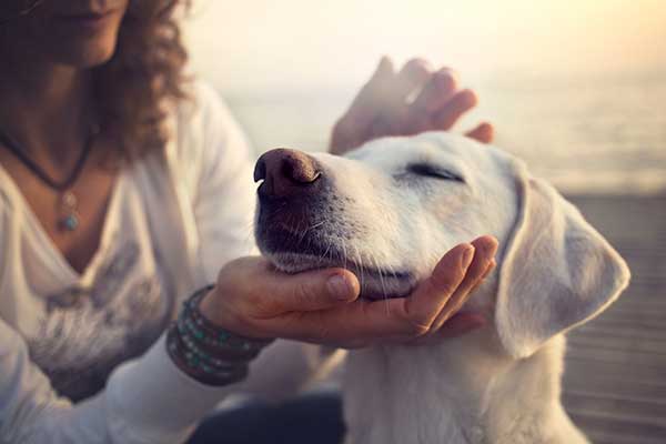 Fireside Park Apartments is pet friendly