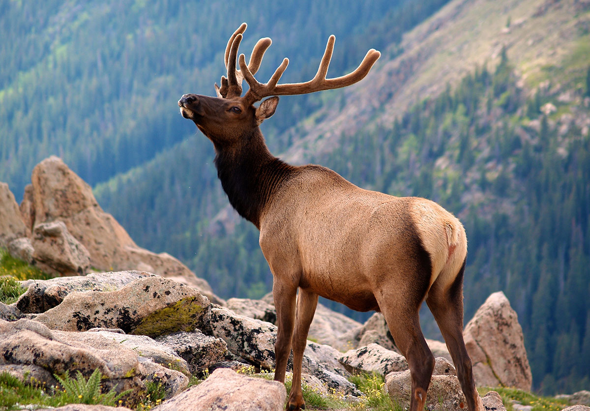 Rocky Mountain National Park