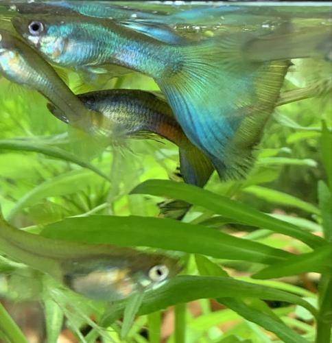 Unsexed Juvenile Blue Moscow Culls