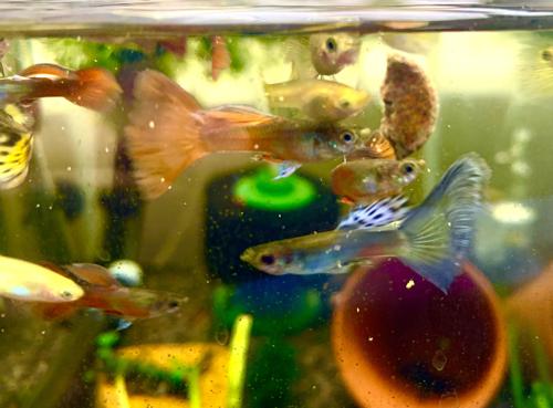 6 Mutt Guppy Fry Pack