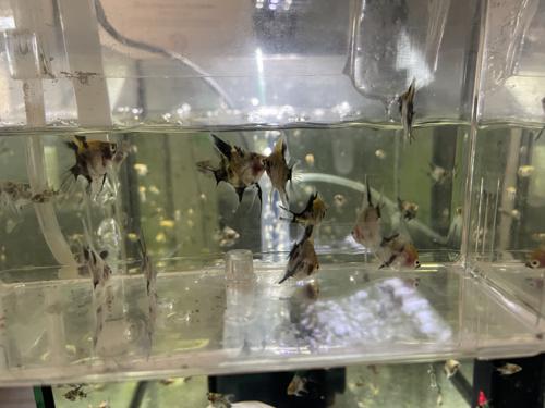 Cichlid