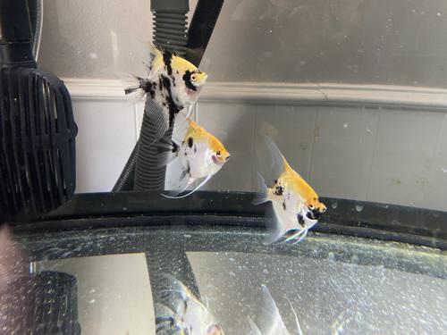 Cichlid