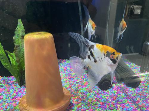 Classic Koi Angelfish - Proven Pair; SALE: $150/PAIR; WYSIWYG!