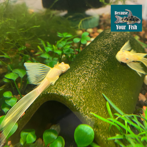 2-2.5” L144a Longfin Blue Eye Lemon Bushynose