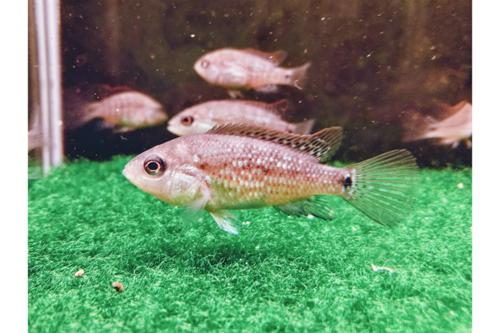 6 Cichlasoma Islantum 1"-1.25"Tank Breed by bioAquatiX