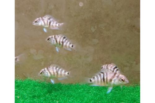 Honduran Red Point Convict 1"Tank Breed by bioAquatiX