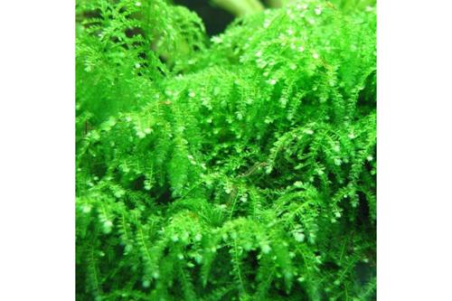 20 Mix Shrimp + 2 Java Moss