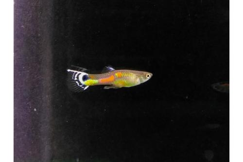 2 White Tail Peacock Pure Endler 0.5", Tank Breed by bioAquatiX