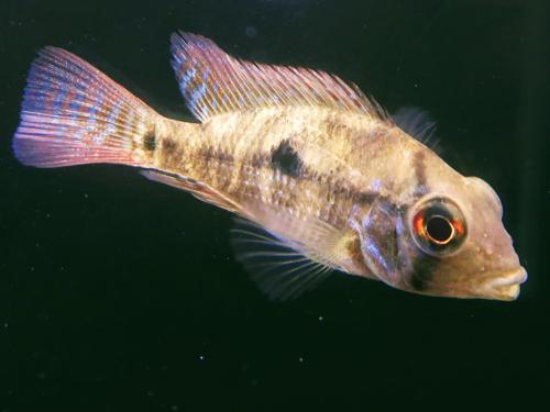 Geophagus Braziliensis UNSEXED Tank breed South American Cichlids